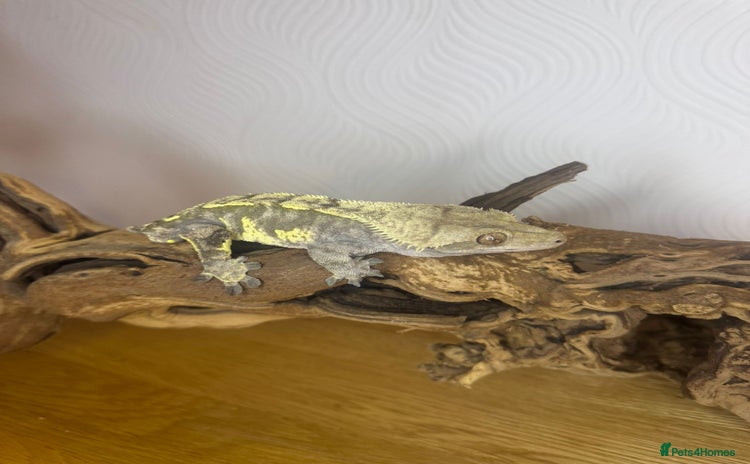 Gecko reptiles - Advert 10