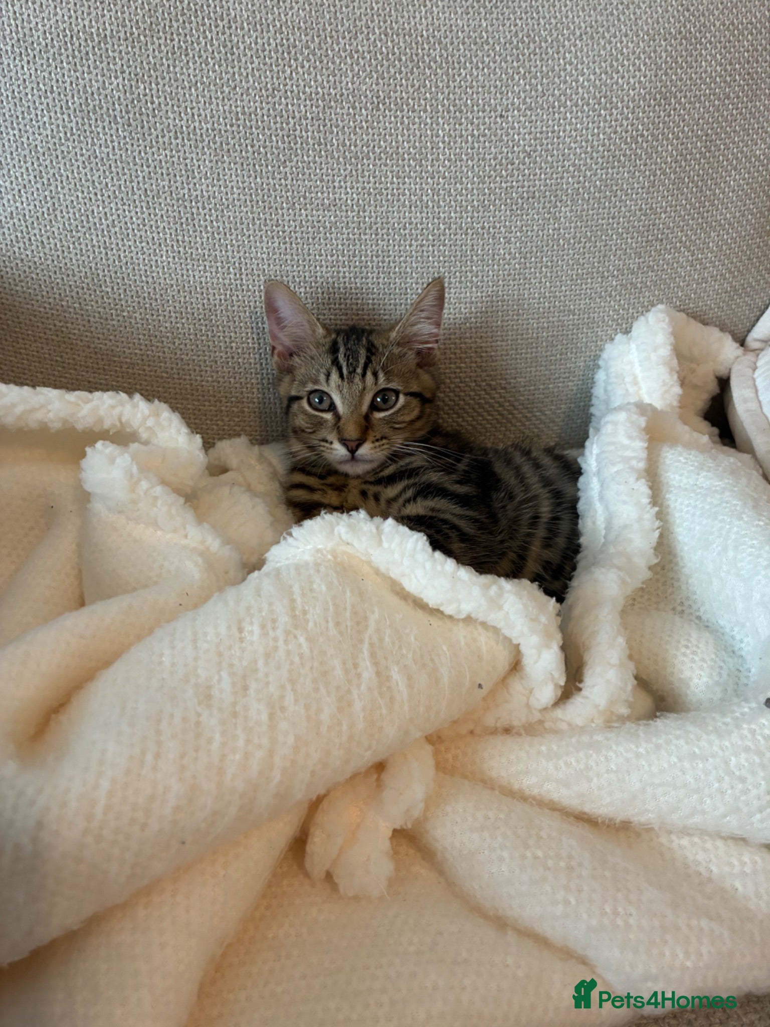 Mixed Breed cats Kitten - Advert 2