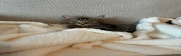 Mixed Breed cats for sale: Kitten in Bristol - Advert 1