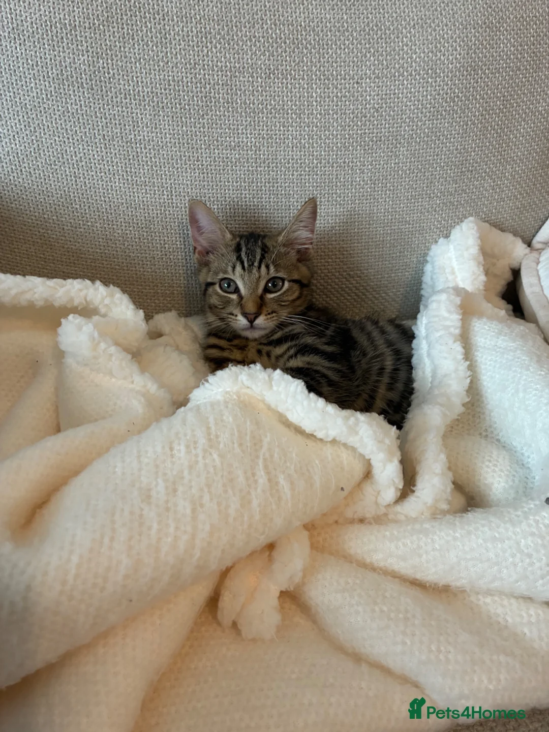 Mixed Breed cats for sale: Kitten in Bristol - Advert 1