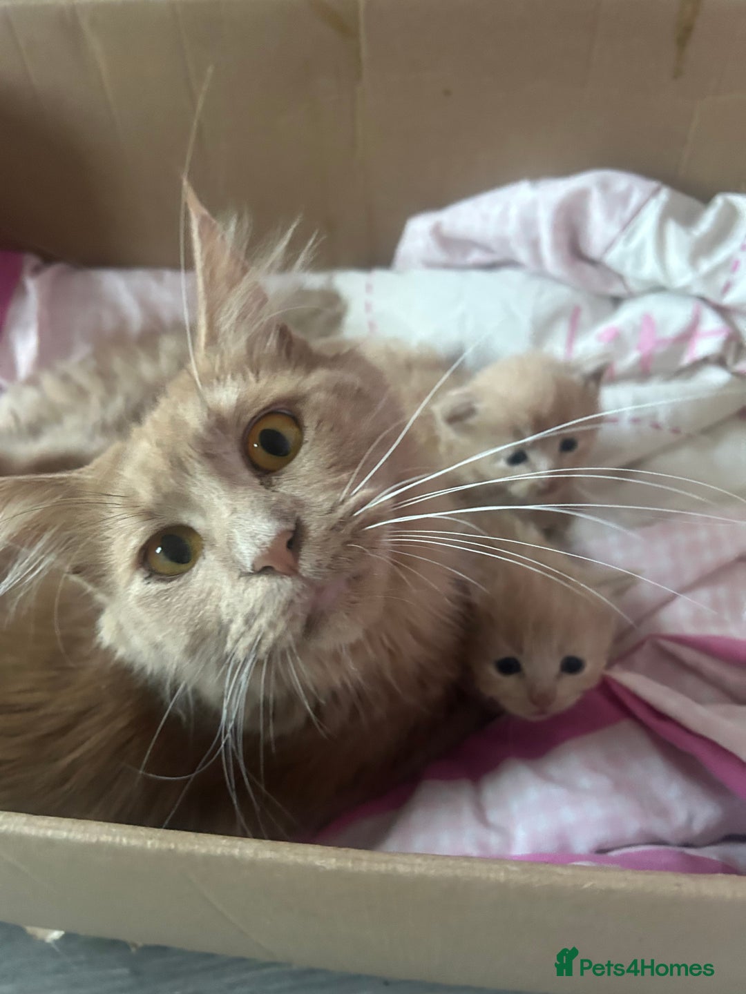 Maine Coon cats for sale: Mainecoon kittens  - Advert 2