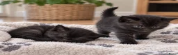 British Shorthair cats for sale: British Shorthair Kittens - Advert 3