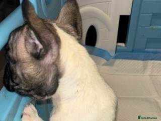 French Bulldog dogs - Advert 9