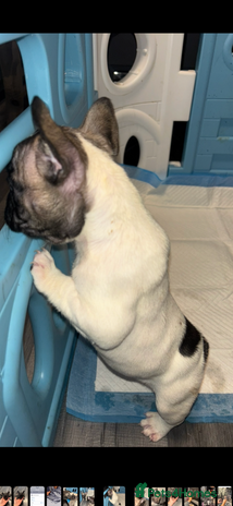 French Bulldog dogs - Advert 11