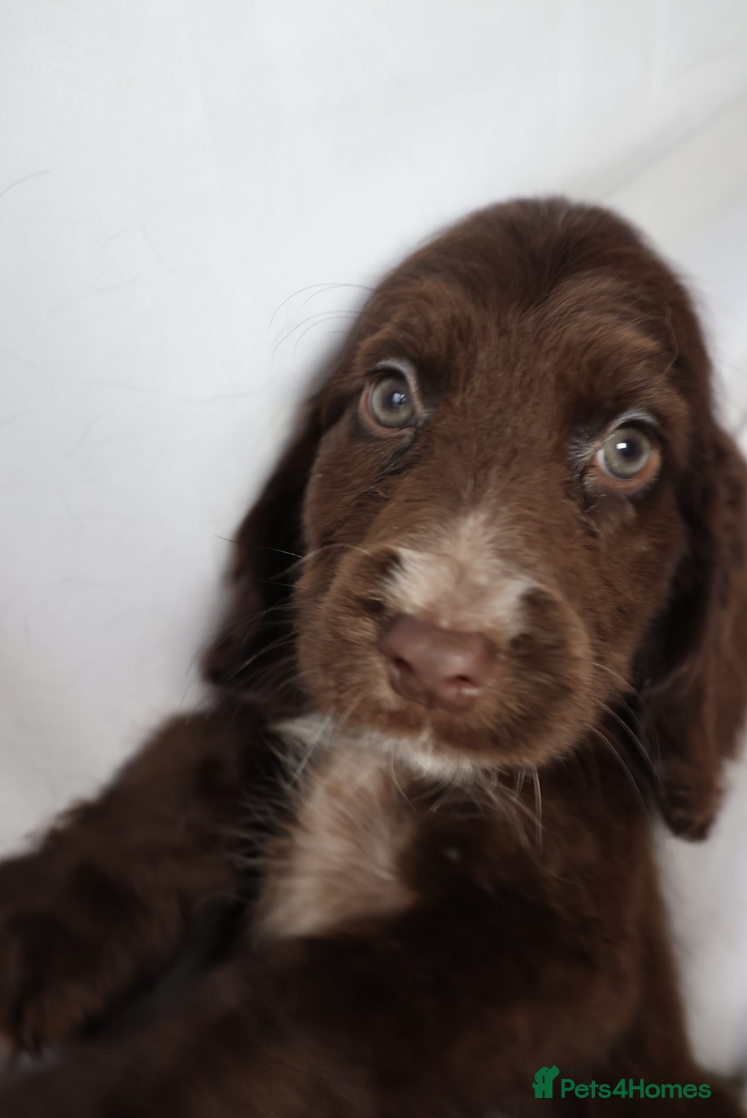 Cocker Spaniel dogs for sale: Championline Cocker Spaniel - Advert 22
