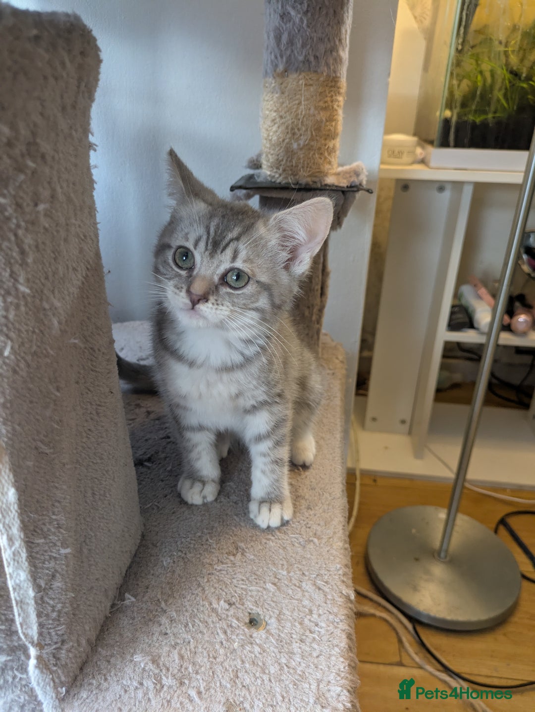 Mixed Breed cats for sale:  Beautiful British Shorthair Cross Ragdoll kittens - Advert 12