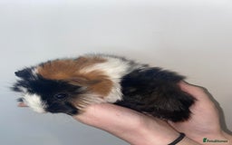 Guinea Pig rodents for sale: Stunning baby Guinea pigs 🤍 - Image 6