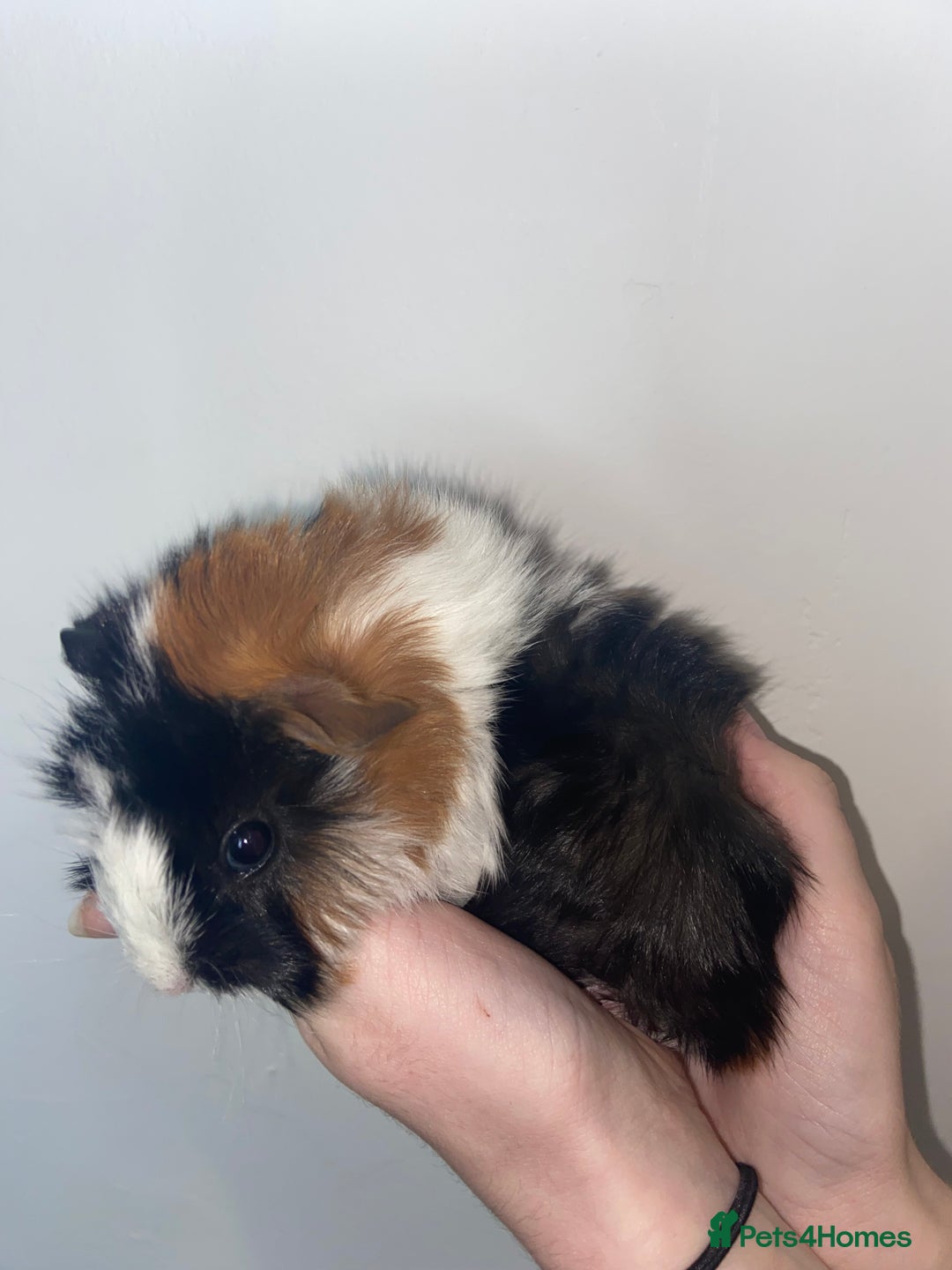 Guinea Pig rodents for sale: Stunning baby Guinea pigs 🤍 - Image 6