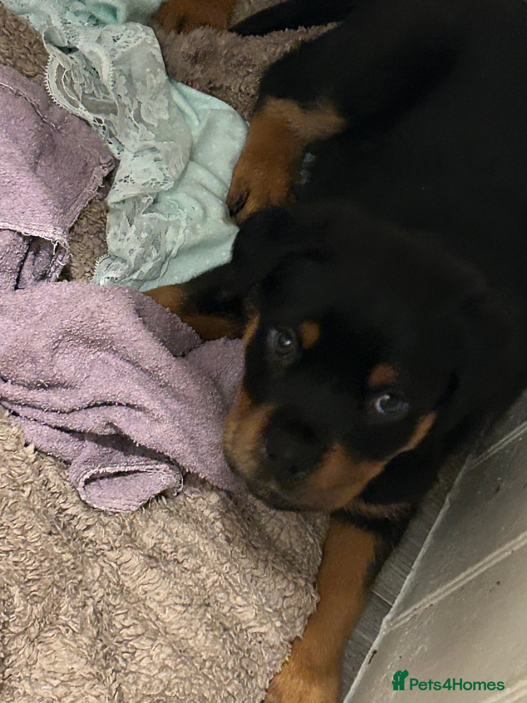 Rottweiler dogs for sale: Rotwellier puppies READY NOW  - Advert 5