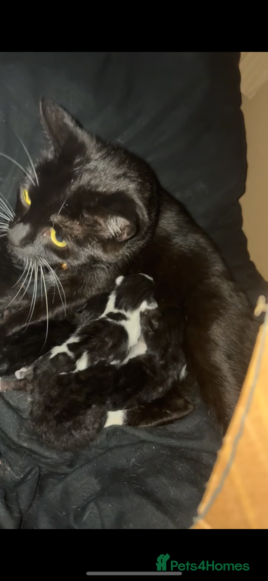 Mixed Breed cats for sale: 5 beautiful kittens for sale🤍 - Image 2