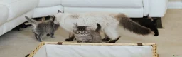 Siberian cats for sale: 🐾 Beautiful Purebred Siberian Kittens - Advert 3