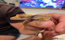 Gecko reptiles for sale: Crested gecko - Image 7
