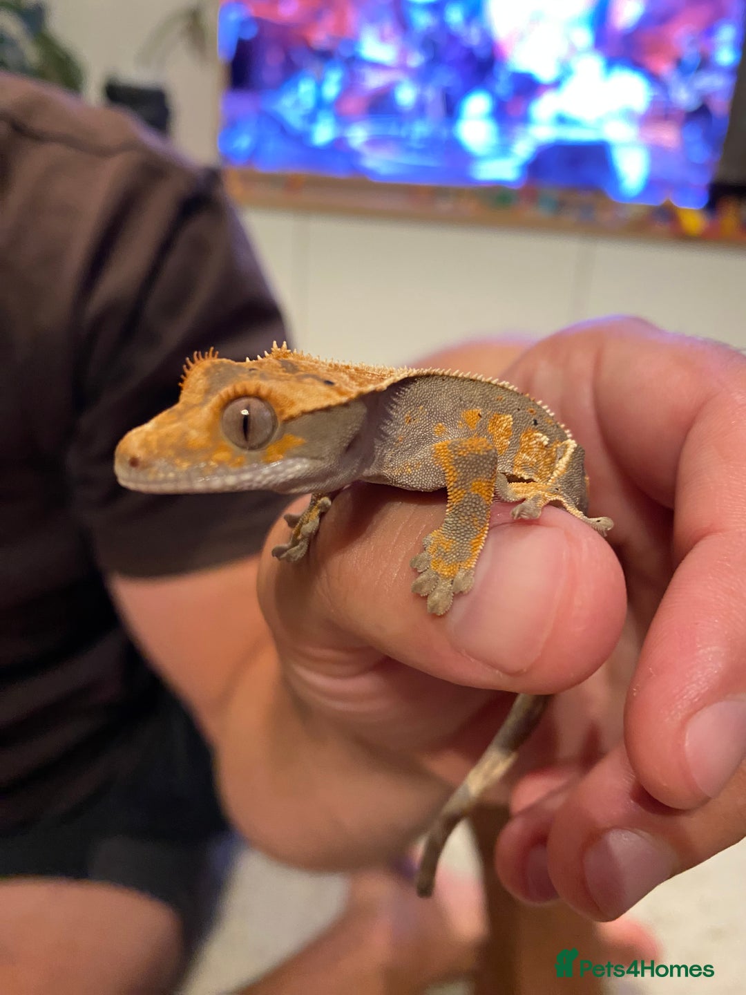 Gecko reptiles for sale: Crested gecko - Image 7