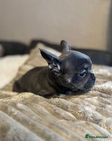 French Bulldog dogs Chunky french bulldog - Advert 16
