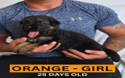 German Shepherd dogs for sale: Beautiful German Shepherd Puppies - Image 9