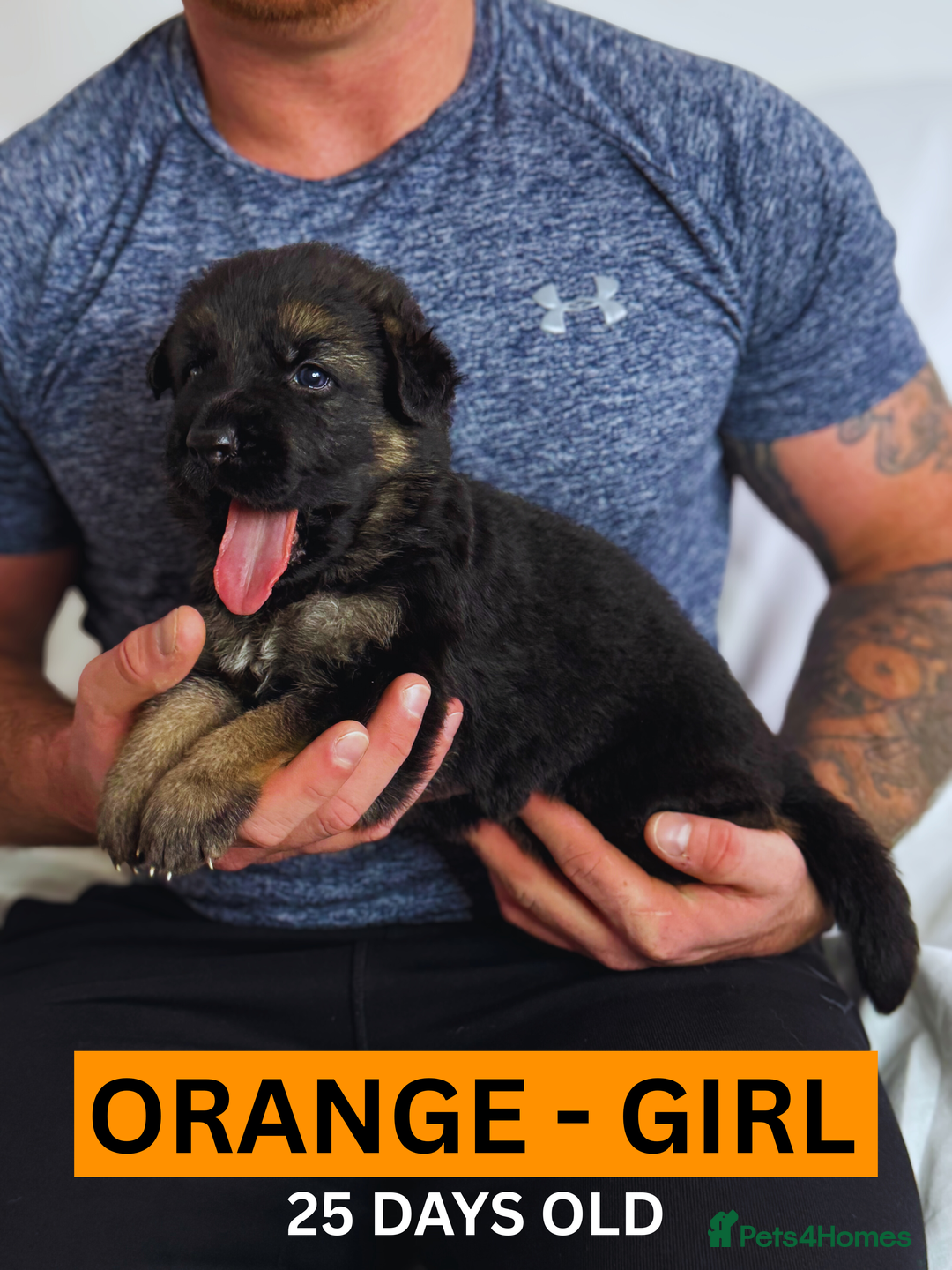 German Shepherd dogs for sale: Beautiful German Shepherd Puppies - Image 9