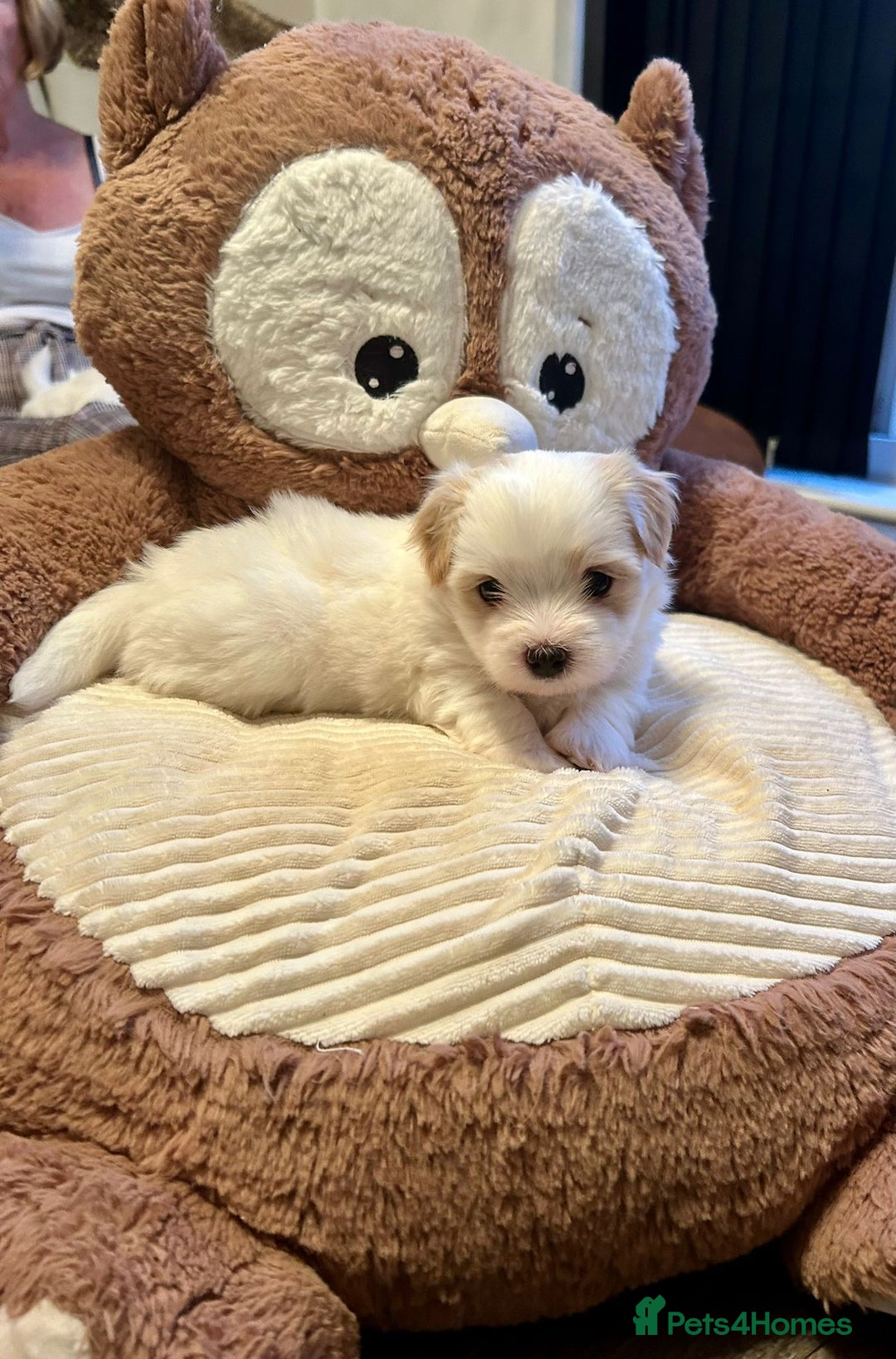Coton De Tulear dogs for sale: 2 Stunning coton de Tulear girls - Image 1