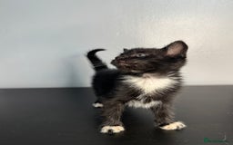 Mixed Breed cats for sale: Beautiful mixed bengal kittens  - Image 16
