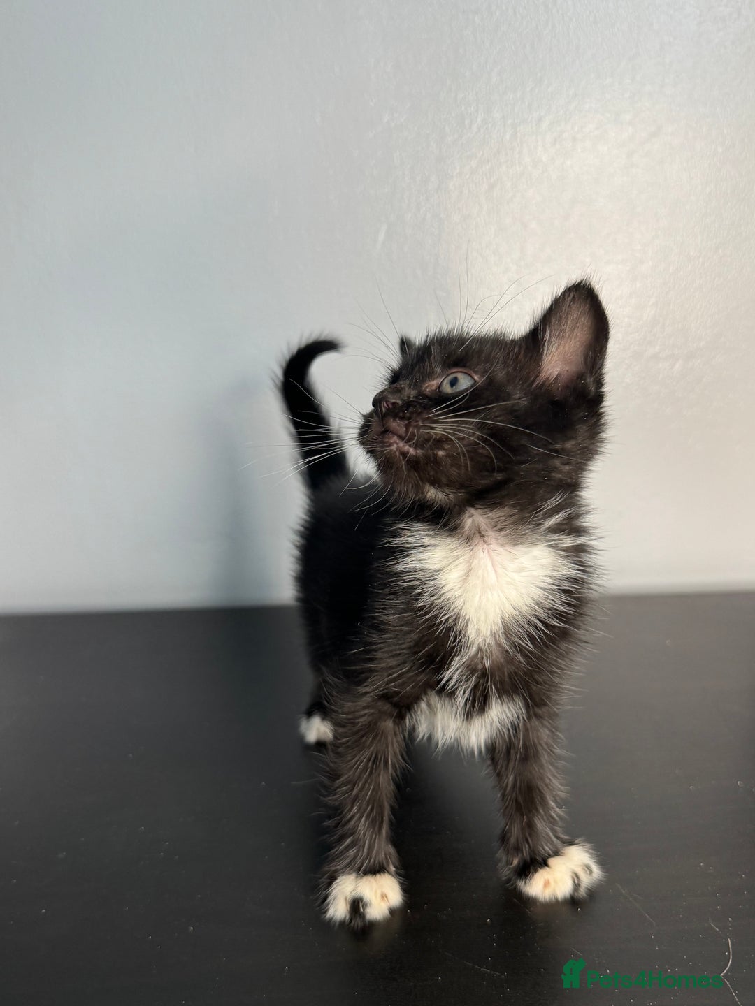 Mixed Breed cats for sale: Beautiful mixed bengal kittens  - Image 16