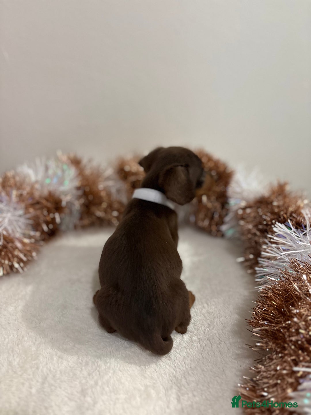 Miniature Dachshund dogs for sale: Miniature Dachshund Pups  - Advert 15