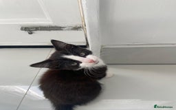 British Longhair cats for sale: 2 kittens for Sale in London - Image 1