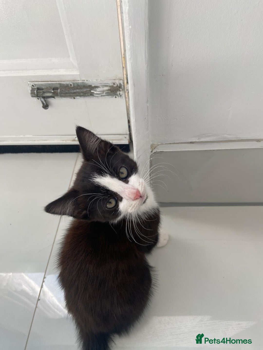 British Longhair cats for sale: 2 kittens for Sale in London - Image 1