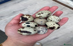 Mixed Breed birds for sale: Quail eggs - Image 1