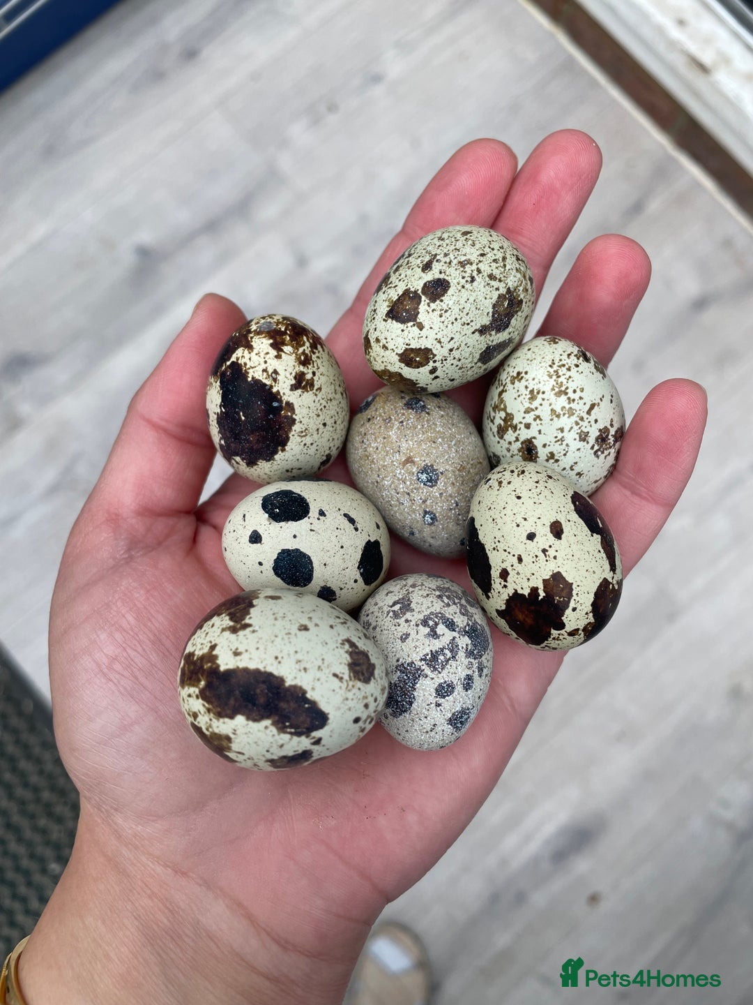Mixed Breed birds for sale: Quail eggs - Image 1