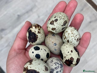 Mixed Breed birds - Advert 23