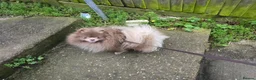 Pomeranian dogs for sale: Lilac RKC registered pomeranian male in Sevenoaks - Advert 11