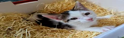 Mixed Breed cats for sale: Adorable & Extremely Affectionate Male Kittens - Advert 11