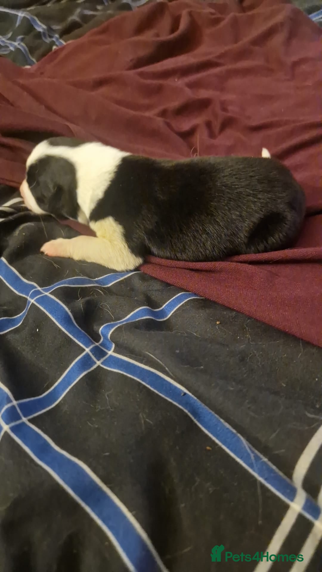 Border Collie dogs 10 Border Collie pups - Advert 2