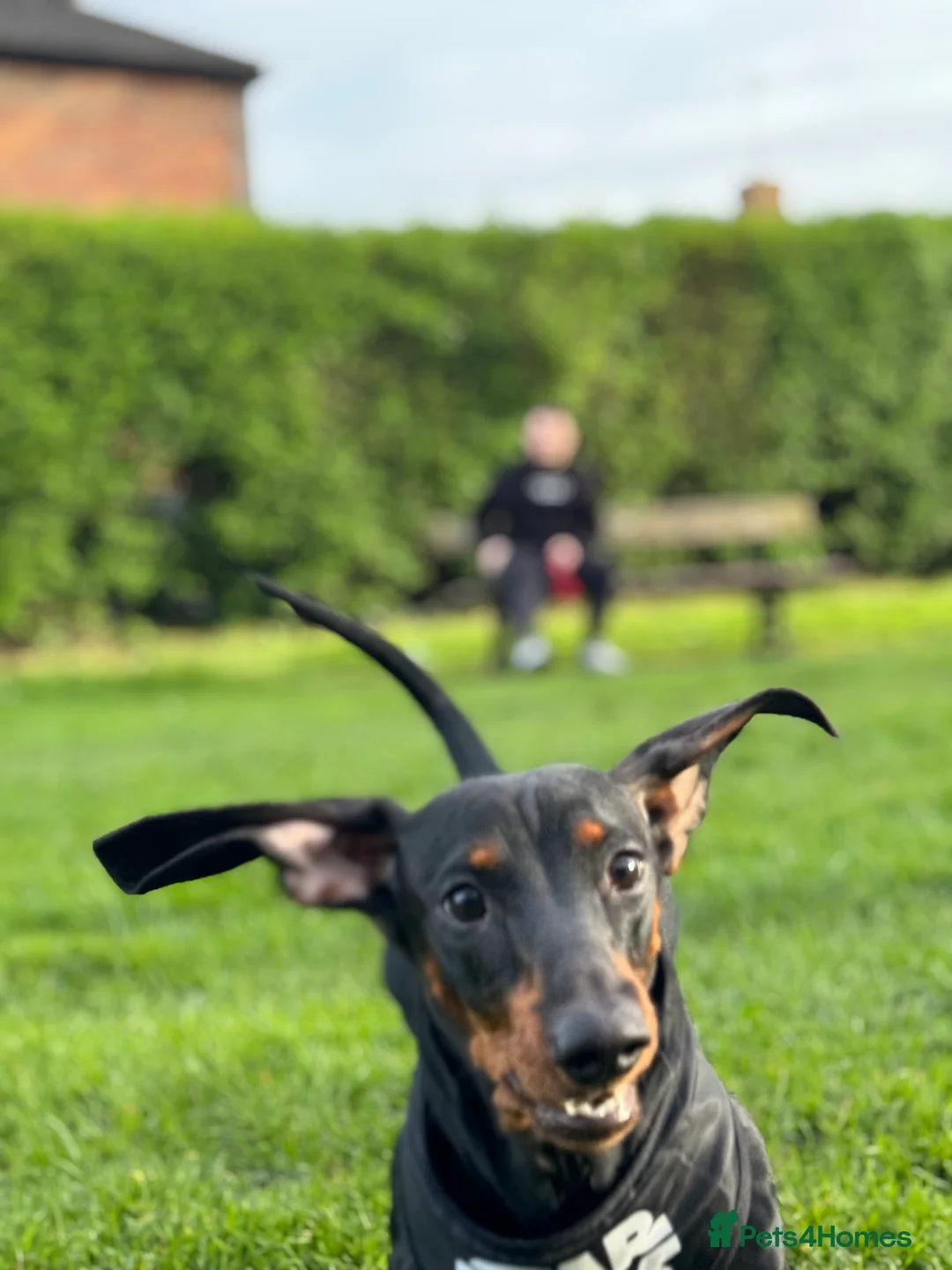 Dachshund dogs for sale: Dachshund  in Wisbech - Advert 9