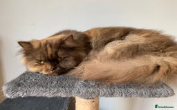 British Longhair cats for sale: British long hair female  - Image 12