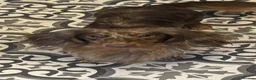 Miniature Dachshund dogs for stud: Chocolate & Tan Dapple Long Haired Mini Dachshund - Advert 4