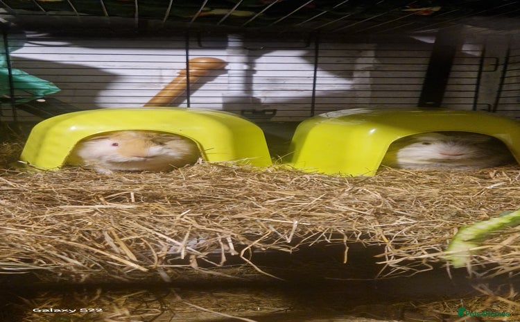 Guinea Pig rodents - Advert 5
