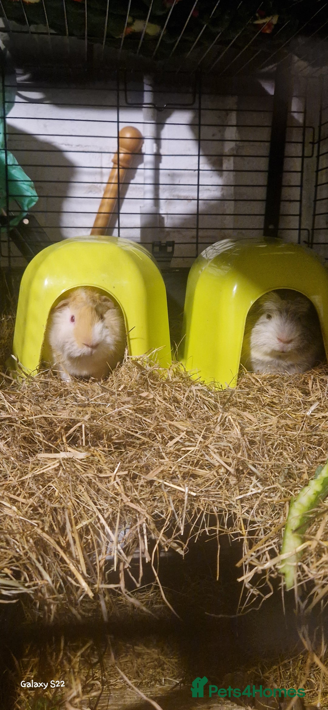 Guinea Pig rodents for sale: Geralt and Nugget  - Image 1