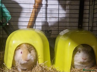 Guinea Pig rodents - Advert 20