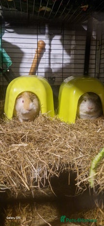 Guinea Pig rodents - Advert 3