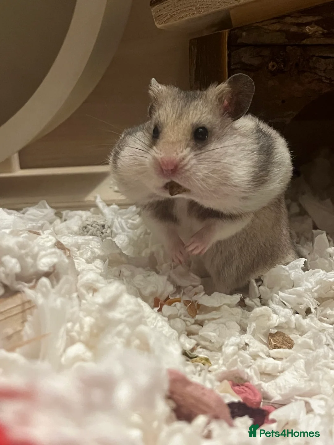 Hamster rodents for sale: Hamster for re homing  - Advert 1