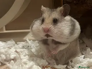 Hamster rodents Hamster for re homing - Advert 1