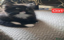 Mixed Breed cats for sale: Lovely Persian mix kittens - Image 28