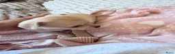 Chihuahua dogs for sale: Beautiful Female Chihuahua Puppies for sale in Bordon - Advert 8