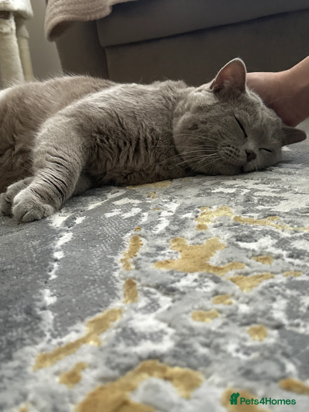British Shorthair cats for sale: Grey king bsh  in Leicester - Advert 2