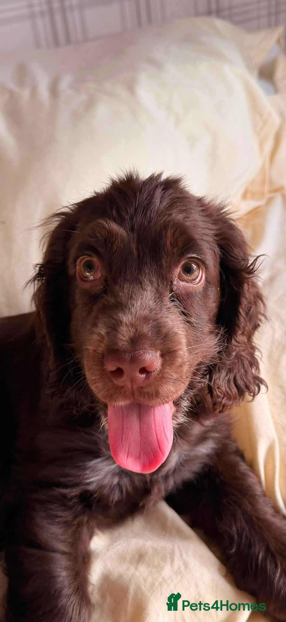Cocker Spaniel dogs Gorgeous cocker spaniel  - Advert 1