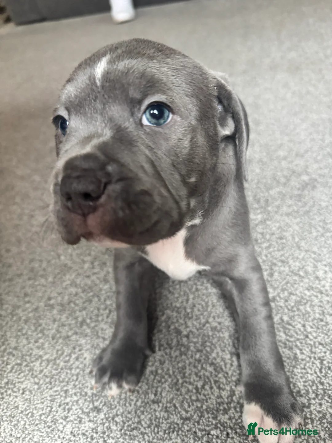 Staffordshire Bull Terrier dogs for sale: Stunning pure blue staffy pups 💙🩷 - Advert 13