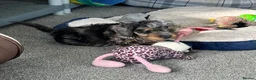 Doxiepoo dogs for sale: Stunning dachshund/poodle pups - Advert 22
