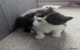 Maine Coon cats for sale: Maine Coon Kittens - Image 8