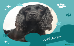 Cocker Spaniel dogs for sale: Show x Working Cocker Spaniels, HEALTH tested - Image 5