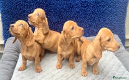 Miniature Dachshund dogs for sale: RED DAPPLE KC MINI PRA CLEAR READY NOW  - Image 1